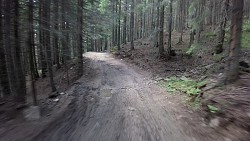 Obrázek z trasy Pod vrchol Petreanu po lesních cestách